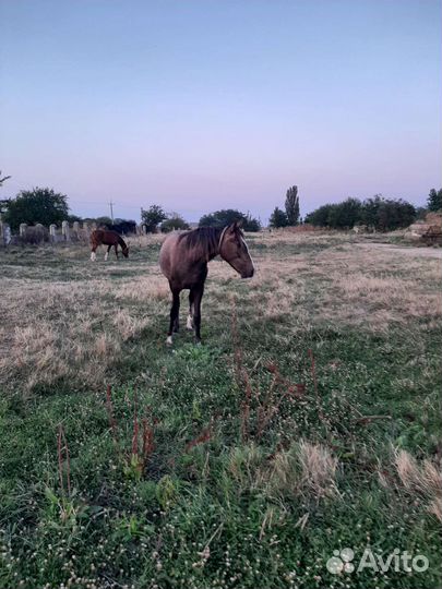Продам лошадь