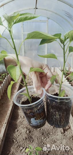 Рассада помидор и перцев