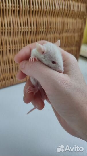 Крыса дамбо