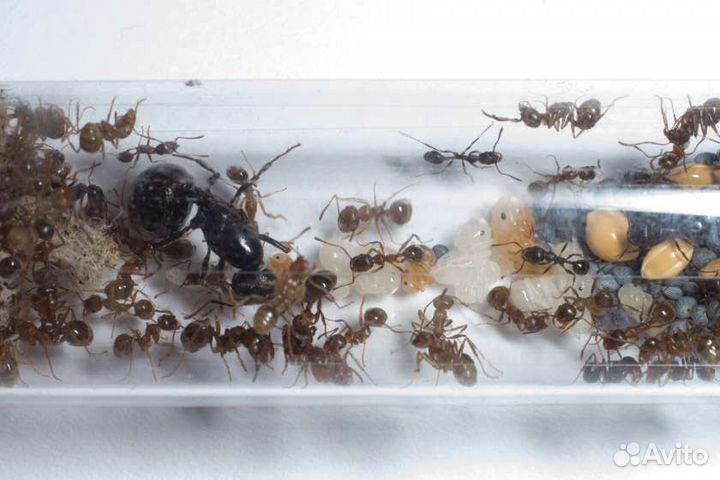 Муравьи (messor structor)