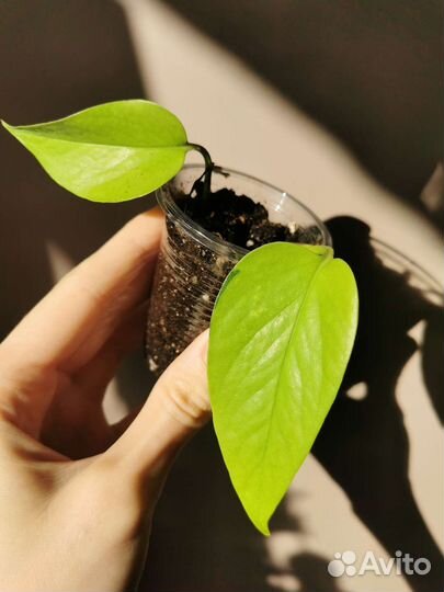 Сортовые сциндапсусы