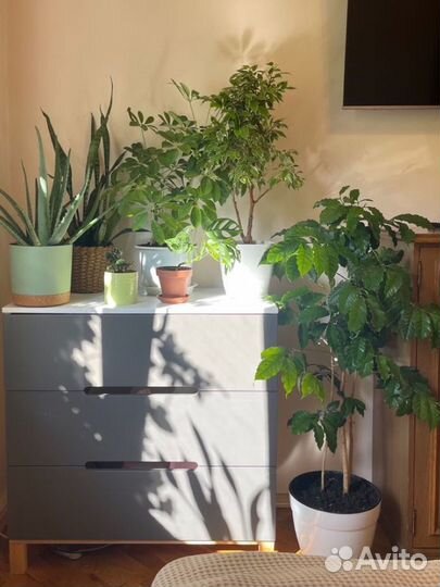 Комнатные растения