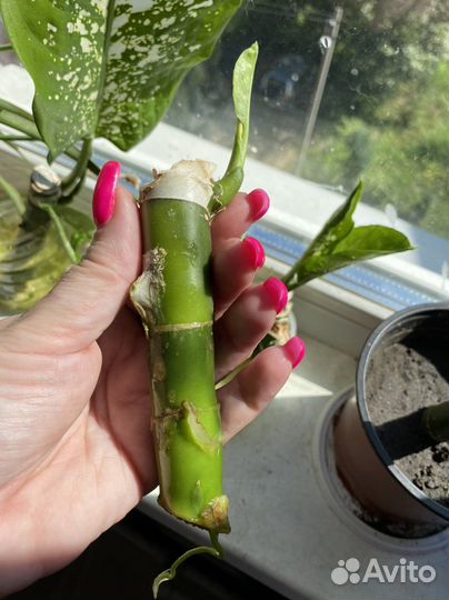 Комнатные растения