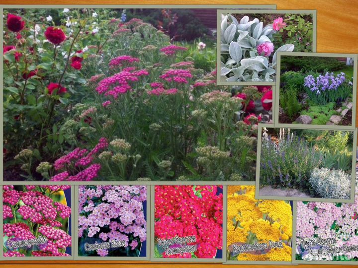 Продам сортовые садовые многолетники