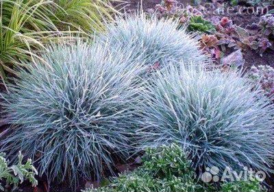 Овсяница сизая