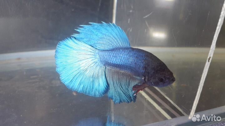 Петушки рыбки