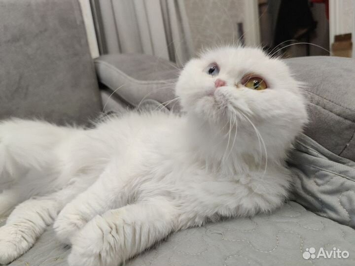 Кошки породистые бесплатно