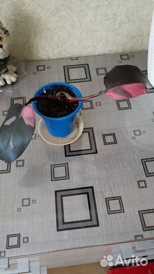 Филодендрон принцесса розовая