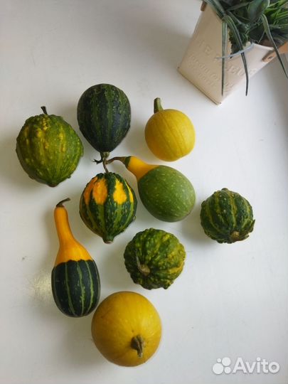 Тыквы декоративные для интерьера