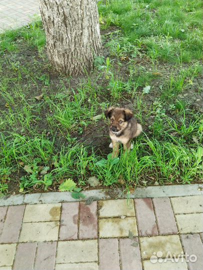 Щенок в добрые руки