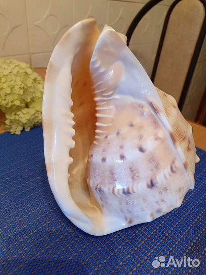 Ракушка морская