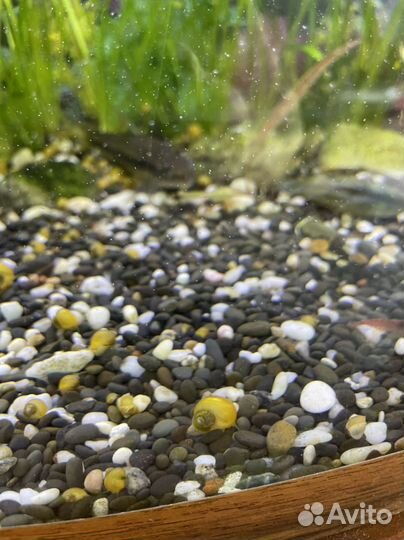 Улитки ампулярии