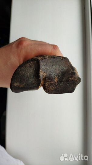 Окаменелая Кость доисторического ископаемого живот