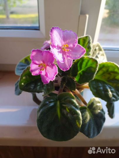 Сортовые фиалки, пока не цветут