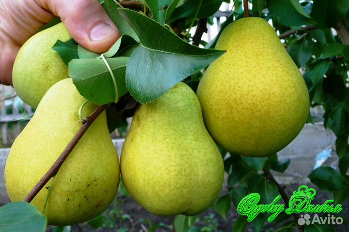 Саженцы яблонь,груш, кустарников г.Оренбург и Орск