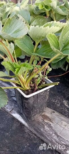 Рассада клубники азия