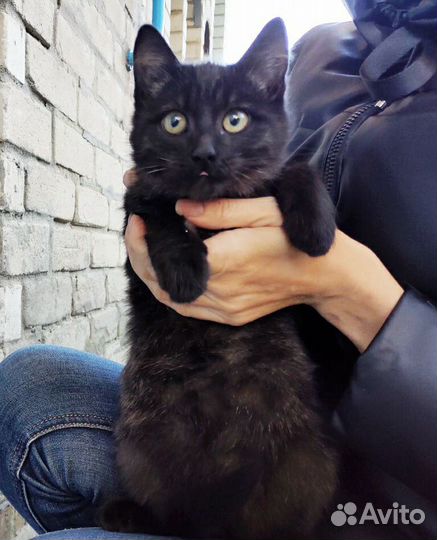 Кошечки в добрые руки