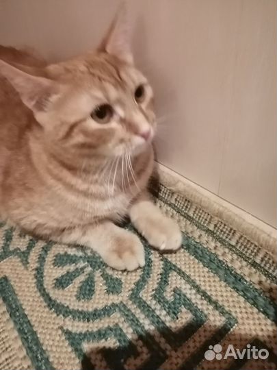 Котик в дар