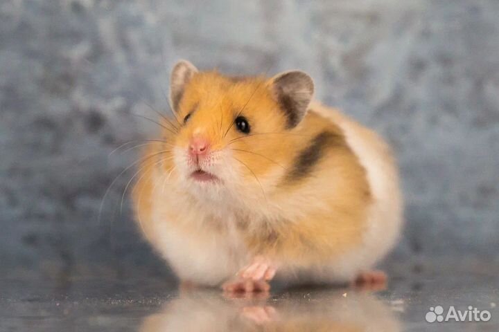 Сирийские Ангорские Умные Хомяки Джунгарики Клетки