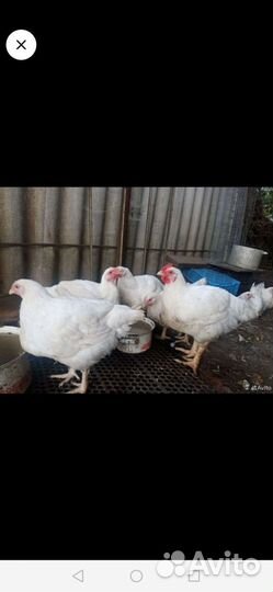 Цыплята бройлеры