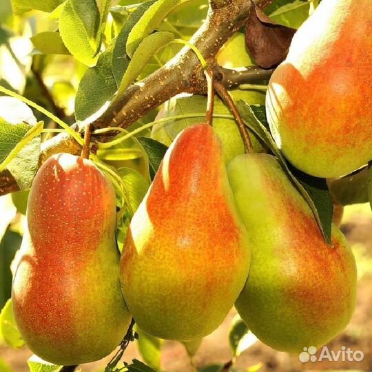 Саженцы Груши Русская Красавица
