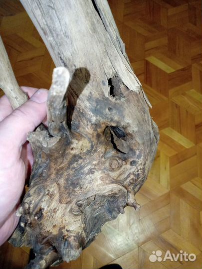 Коряга натуральная вяз