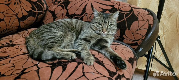 Найдена кошка