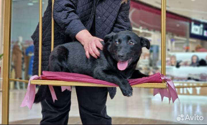 Собачка ищет дом