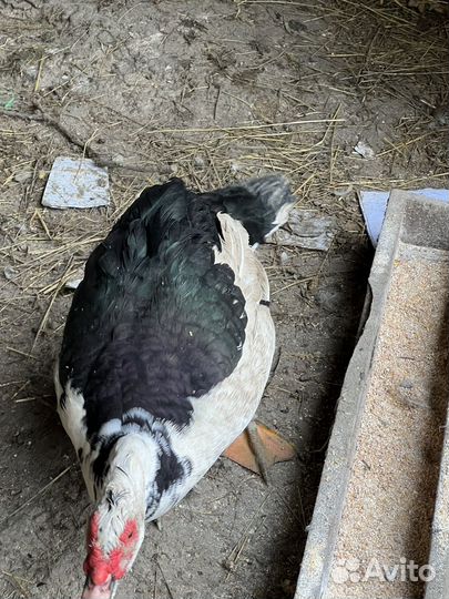 Селезни тяжелой кросс