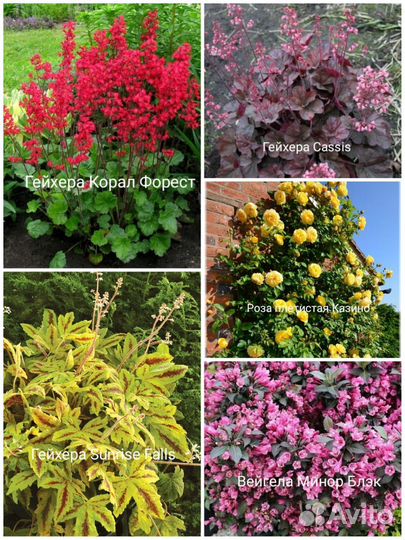 Редкие саженцы для сада