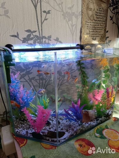 Аквариум