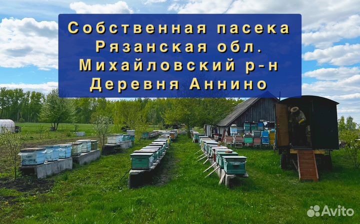 Матки пчелы бакфаст