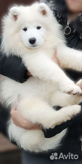 Отдам собаку в добрые руки