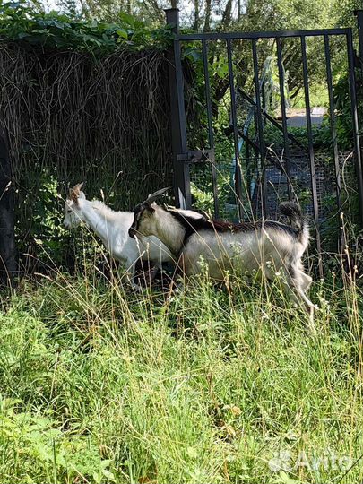 Козлики 6 месяцев, Услуги козла
