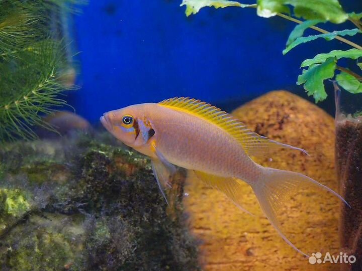 Рыба собственного разведения