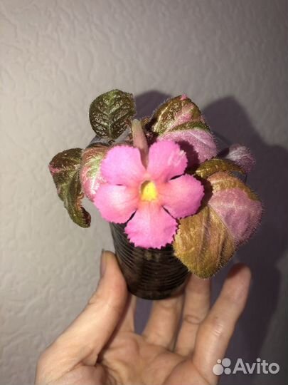 Алоказия Одора аурея (клубни), Эписция ember lace