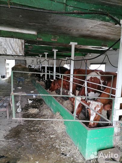 Животноводческая ферма продаю