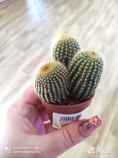 Кактусы редкие необычные комнатные цветы