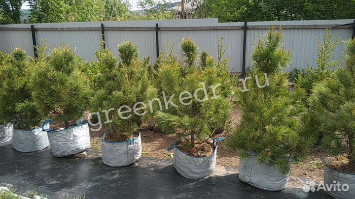 Кедр Сибирский Премиум класс 90-120 см