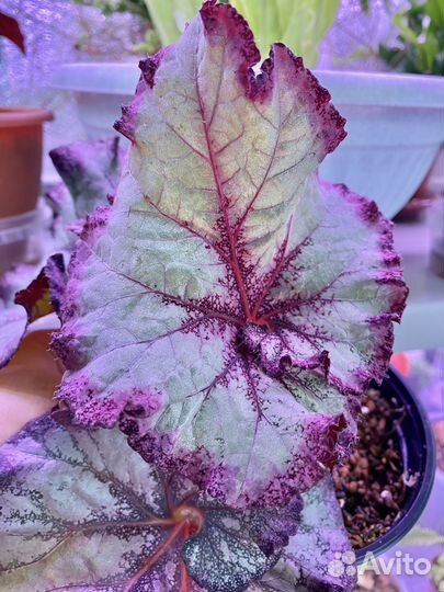 Распродажа излишков Бегонии