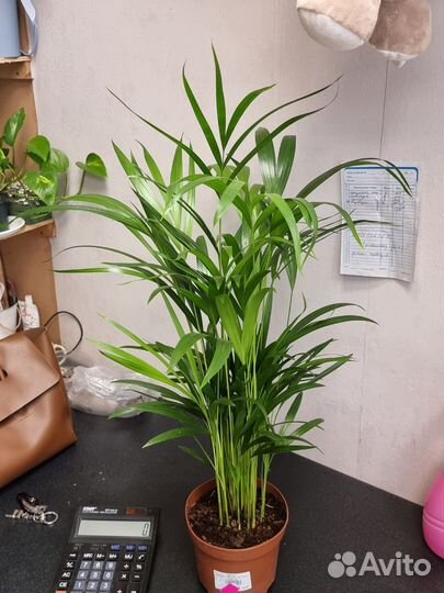 Дипсис, комнатные растения