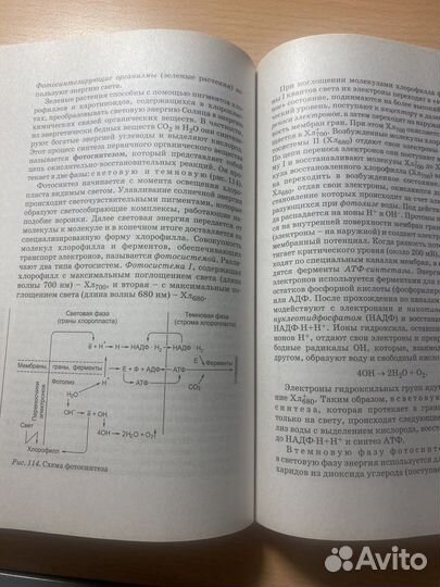 Биология для поступающих в вузы, Заяц
