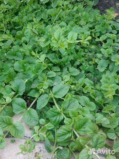 Барвинок пестролистный почво-пакровник