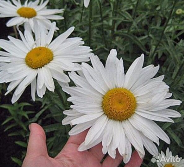 Хризантема Ромашки Гайлардия