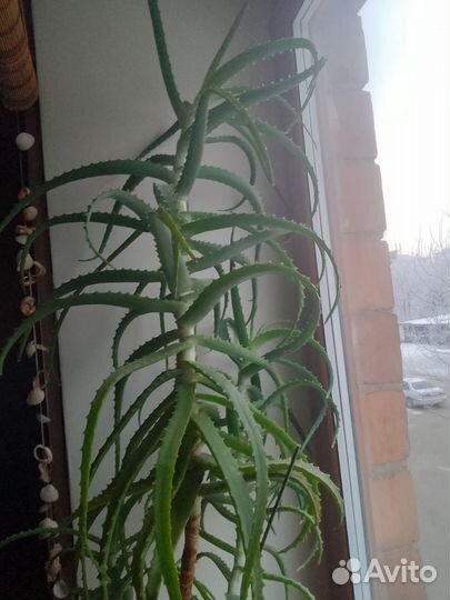 Продам алоэ