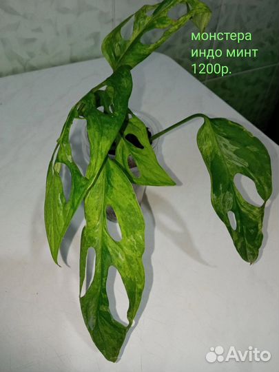 Монстера тайское созвездие