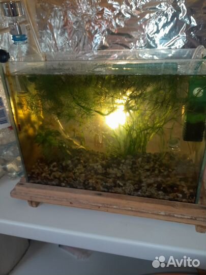 Роголистник в аквариум