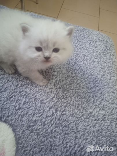 Котятки британцы