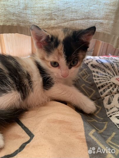 Кошка с котятами