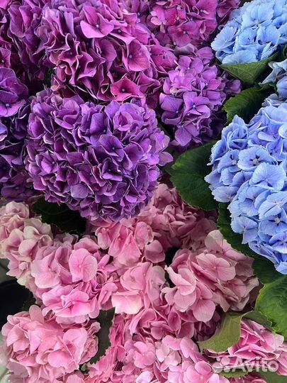 Гортензия. Букет цветов